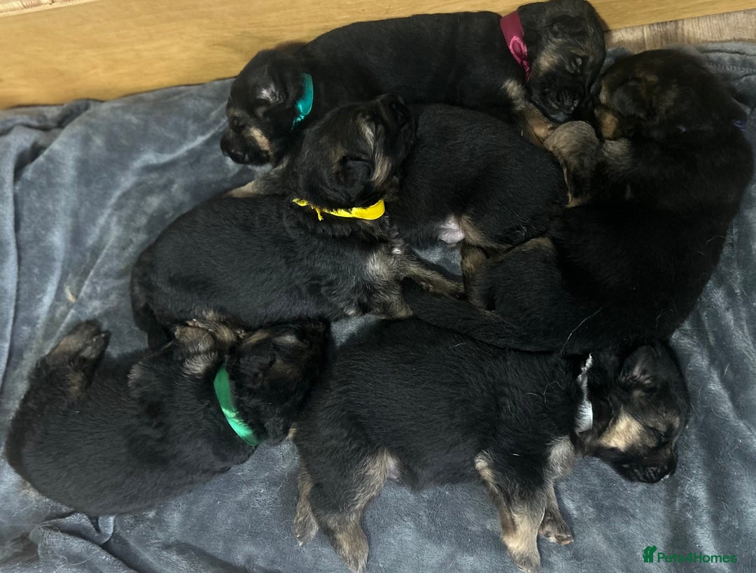 German Shepherd dogs for sale: Kc Registered German Shepherd Puppies - Advert 11