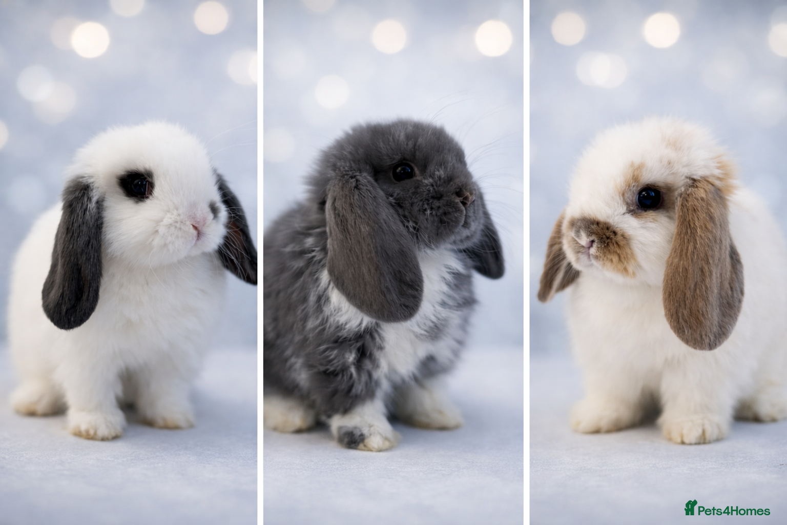 Mini Lop rabbits 🐰 Mini Lop Bunnies - Ready to reserve  🐰  - Advert 1