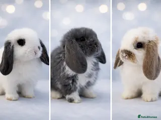 Mini Lop rabbits 🐰 Mini Lop Bunnies - Ready to reserve 🐰 - Advert 2