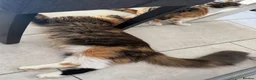 Maine Coon cats for sale: LAST FEMALE TORTOISESHELL MAINE COON X  - Advert 10