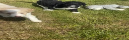 Bernedoodle dogs for sale: Stunning bernedoodle puppies  - Advert 15