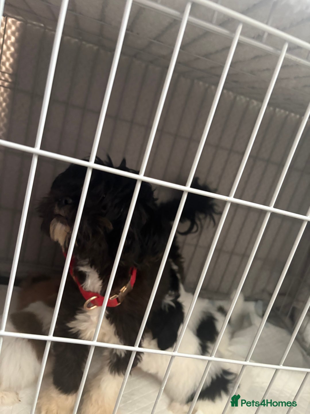 Lhasa Apso dogs for sale: Beautiful Lhasa Apso  - Image 26