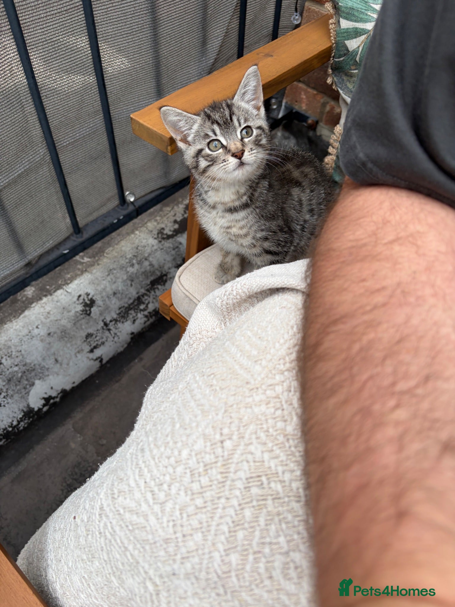 Mixed Breed cats Beautiful grey girl - Advert 1