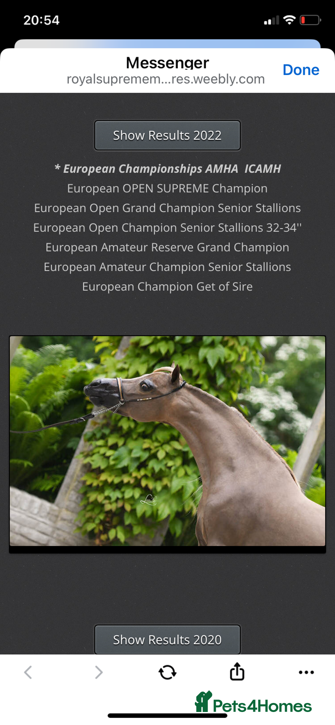 Miniature horses for sale: AMHA/AMHR SHOW STALLION  - Image 6