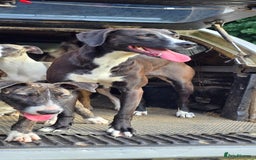 Mixed Breed dogs for sale: For adoption - Image 8
