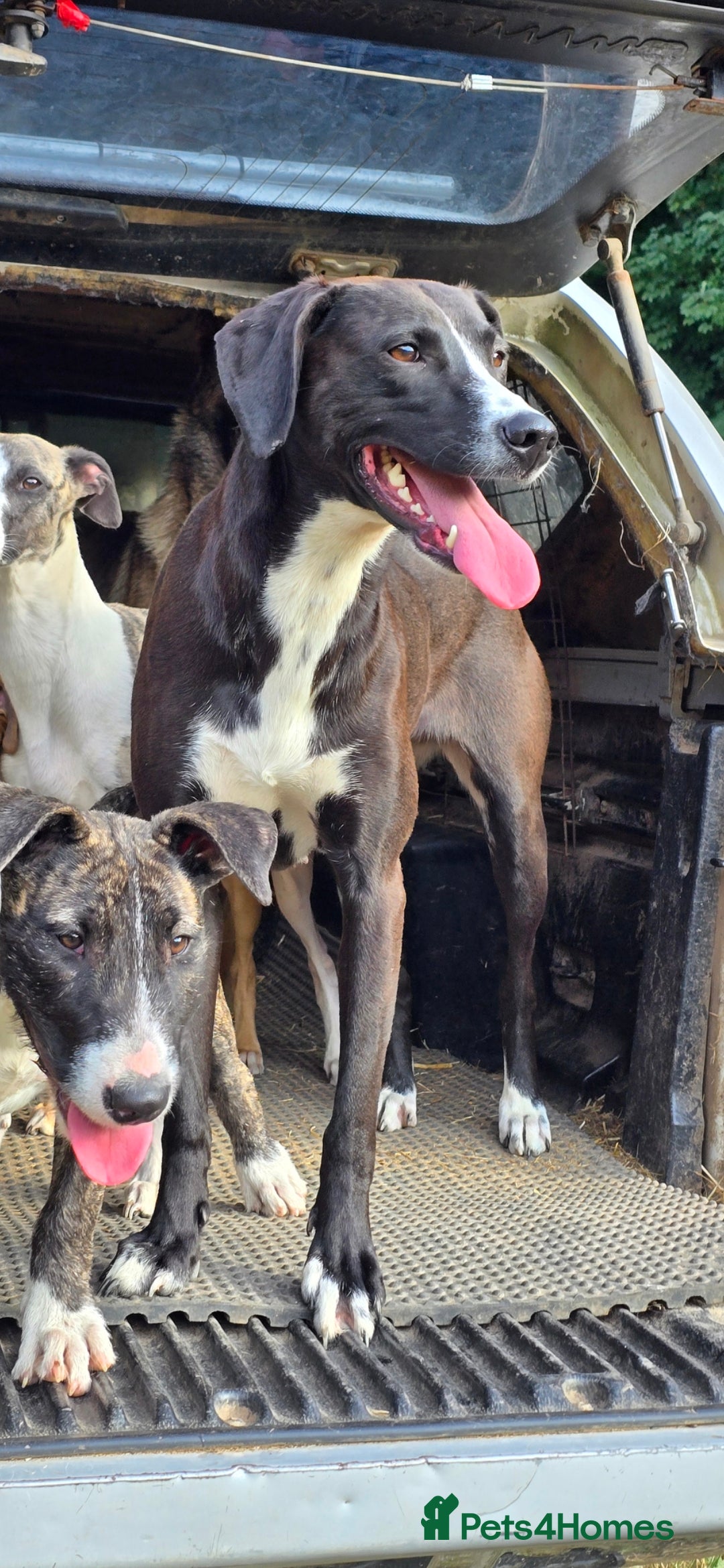 Mixed Breed dogs for sale: For adoption - Image 8