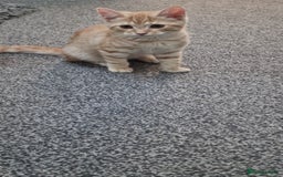 British Shorthair cats for sale: British Shorthair x **REDUCED, ONE LEFT*** in Birmingham - Image 14