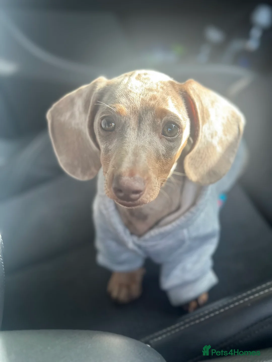 Miniature Dachshund dogs for sale: 8 Month Old Miniature Dachshund  - Advert 4