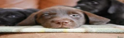 Labrador Retriever dogs for sale: Quality Health Tested Labrador Puppies - Advert 6