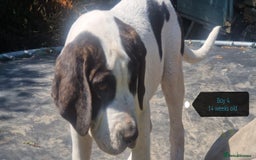 Central Asian Shepherd dogs for sale: Beautiful Alabai Mastiff puppies  in Pulborough - Image 2