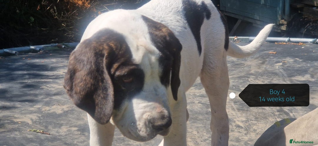 Central Asian Shepherd dogs for sale: Beautiful Alabai Mastiff puppies  in Pulborough - Image 2