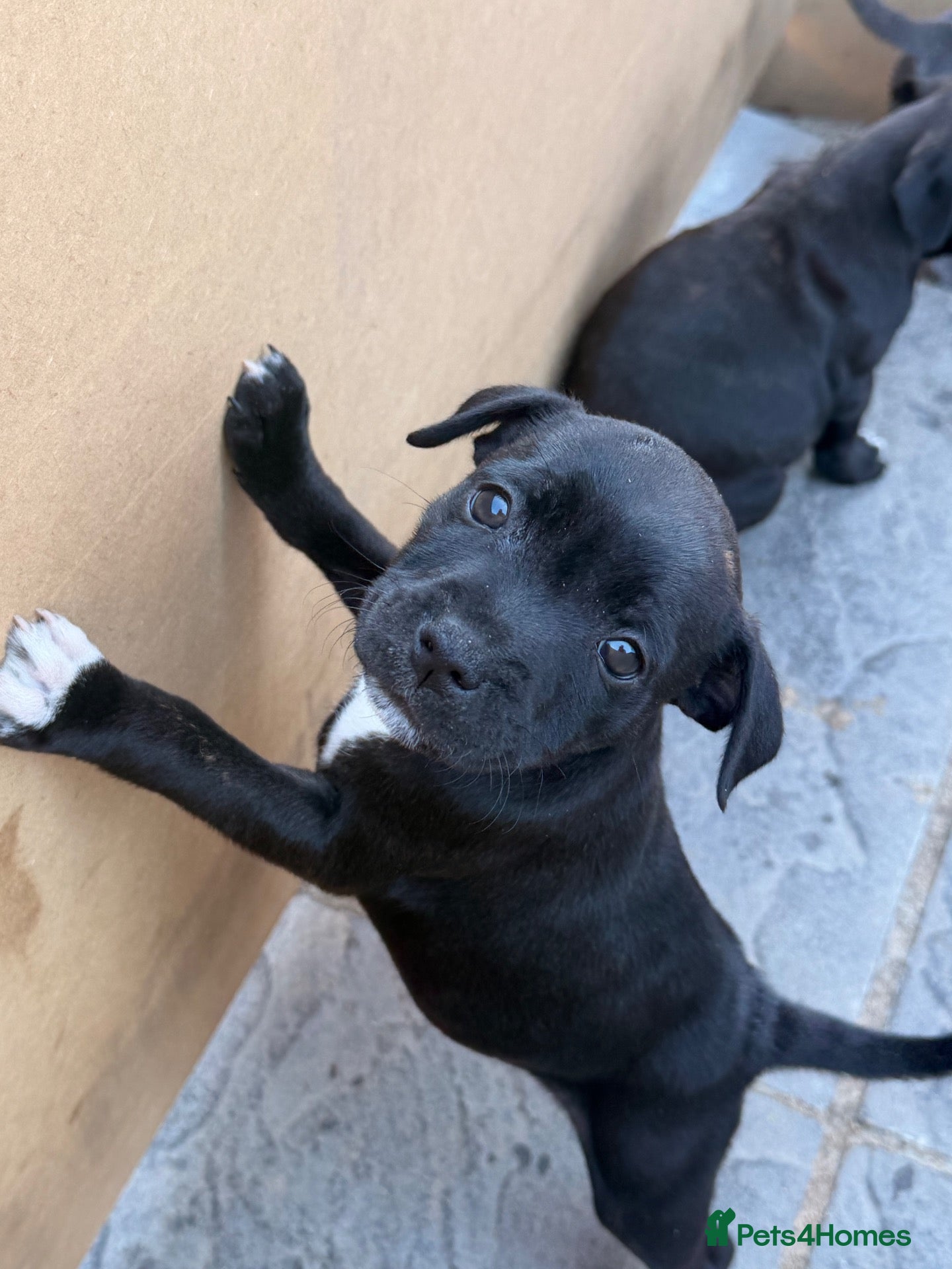 Staffordshire Bull Terrier dogs Staffy pups 3 left  - Advert 9