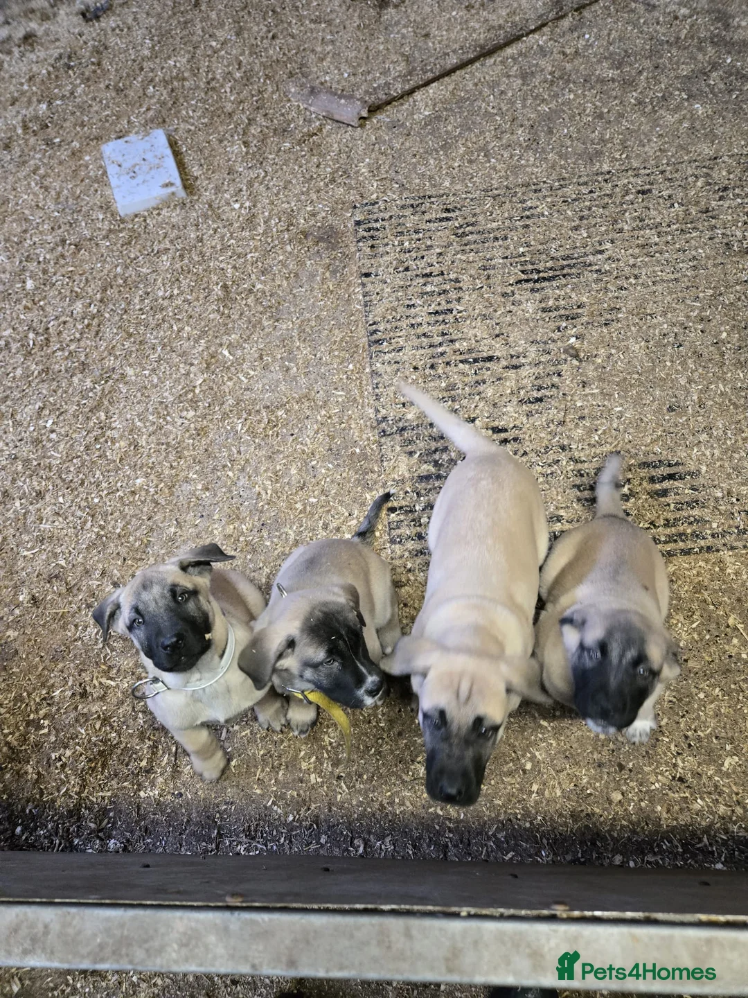 Anatolian Shepherd dogs for sale: 4 girls left  - Advert 1