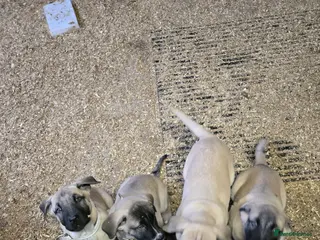 Anatolian Shepherd dogs 4 girls left - Advert 5