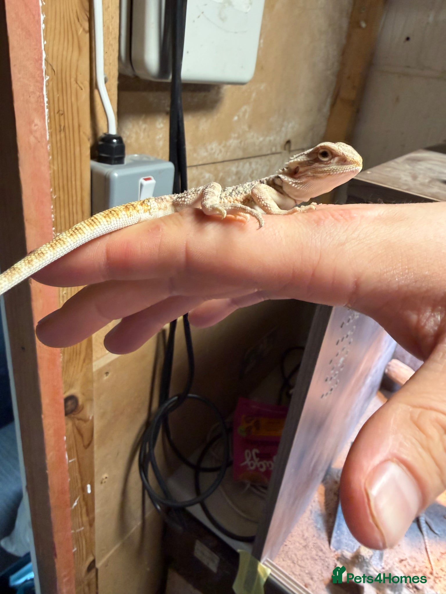 Bearded Dragon reptiles Kent Bexley 3 stunning Baby beared dragons - Advert 13