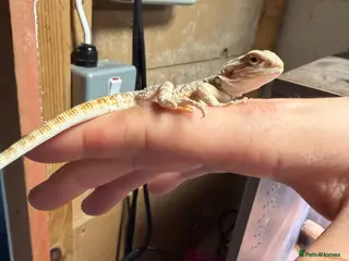 Bearded Dragon reptiles Kent Bexley 3 stunning Baby beared dragons - Advert 13