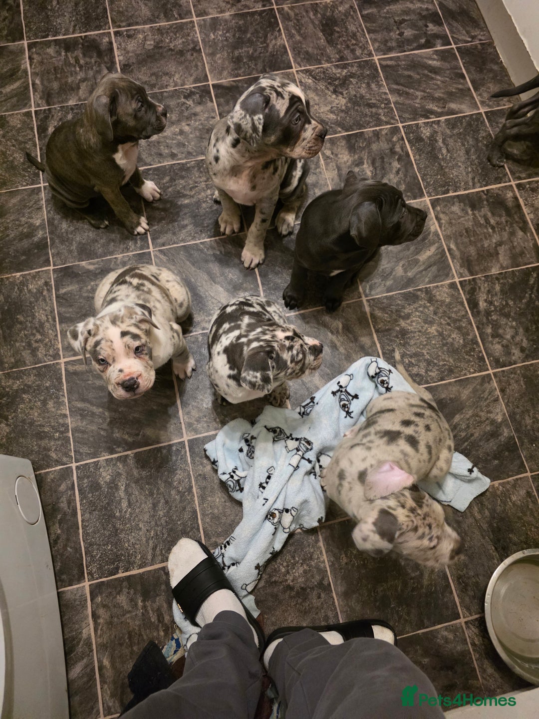 Cane Corso dogs for sale: Cane corso cross  - Advert 4