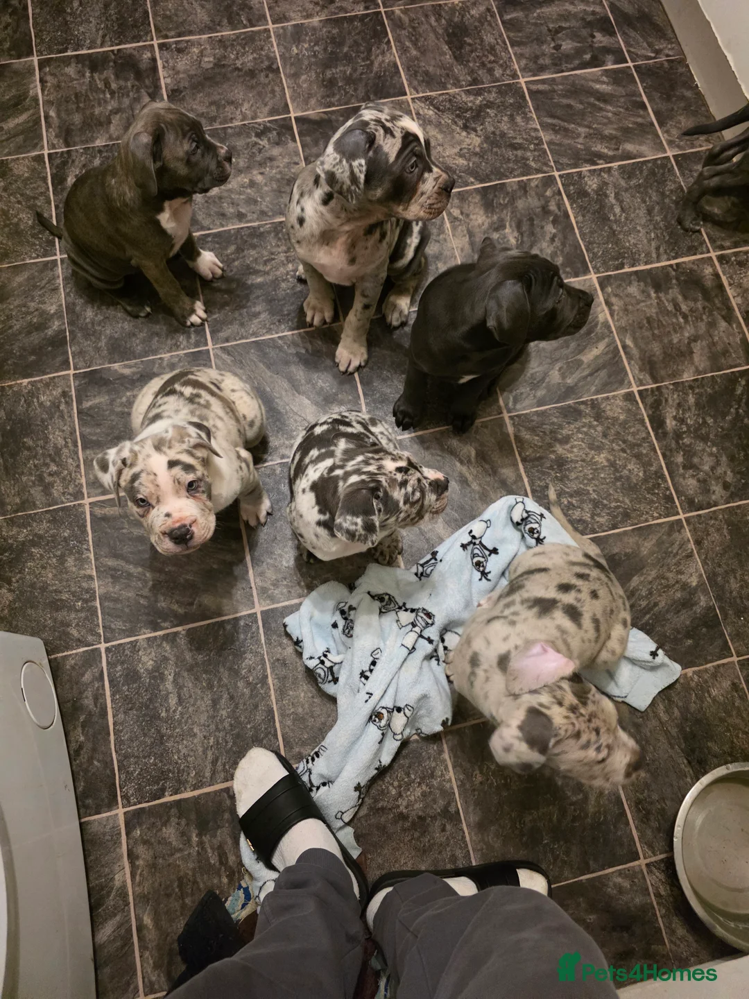 Cane Corso dogs for sale: Cane corso cross  - Advert 4