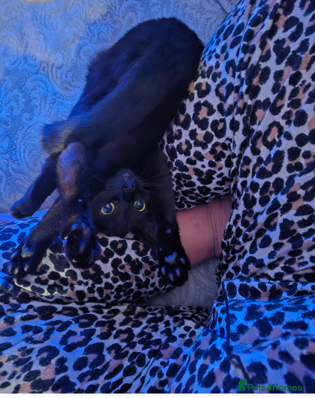 Mixed Breed cats for sale: Rehoming my young cat - Advert 8