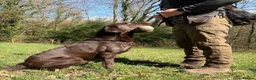 Labrador Retriever dogs for stud: Chocolate KC Reg Labrador Stud in Telford - Advert 6