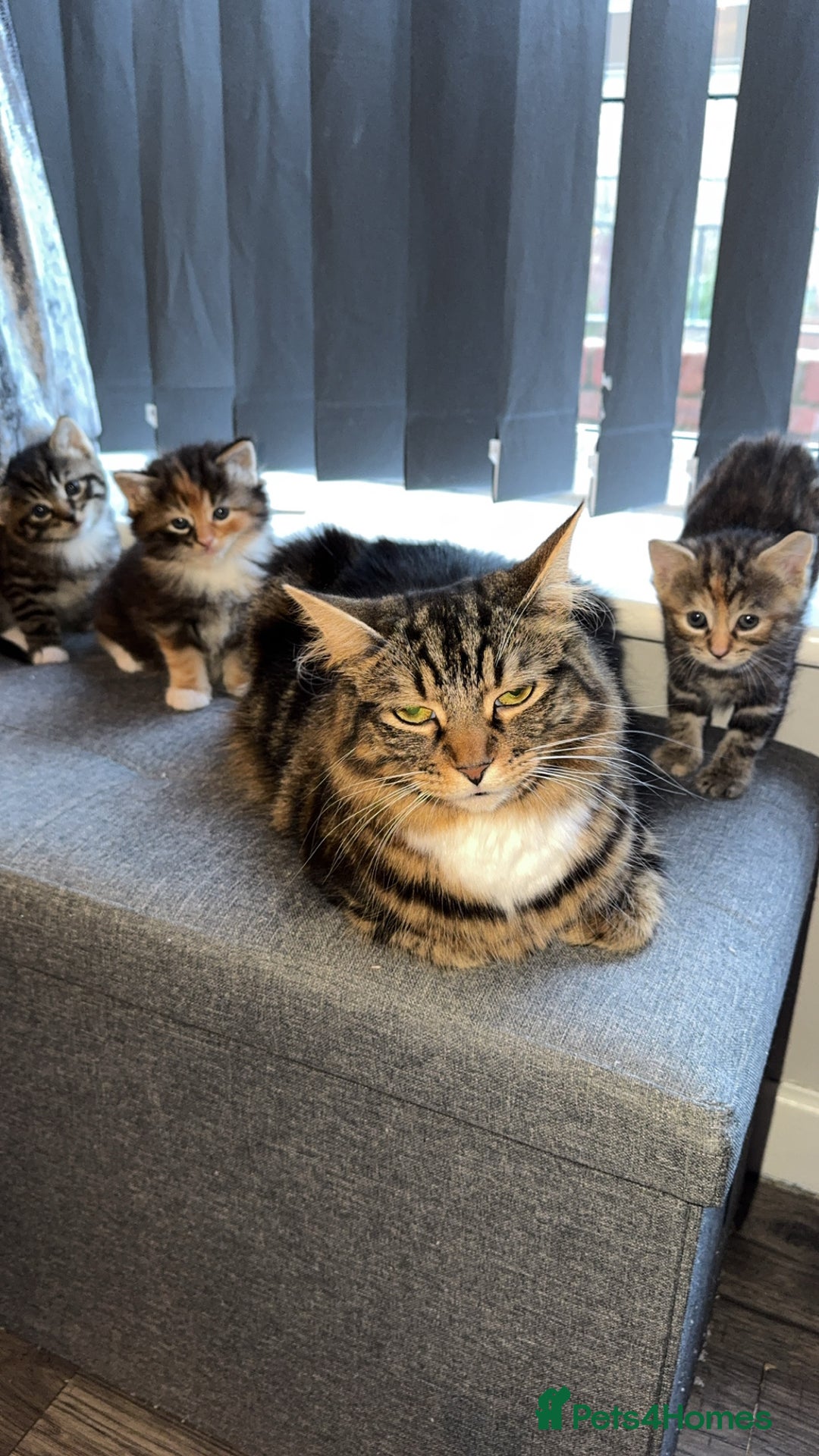 Mixed Breed cats for sale: Gorgeous kittens - Advert 5