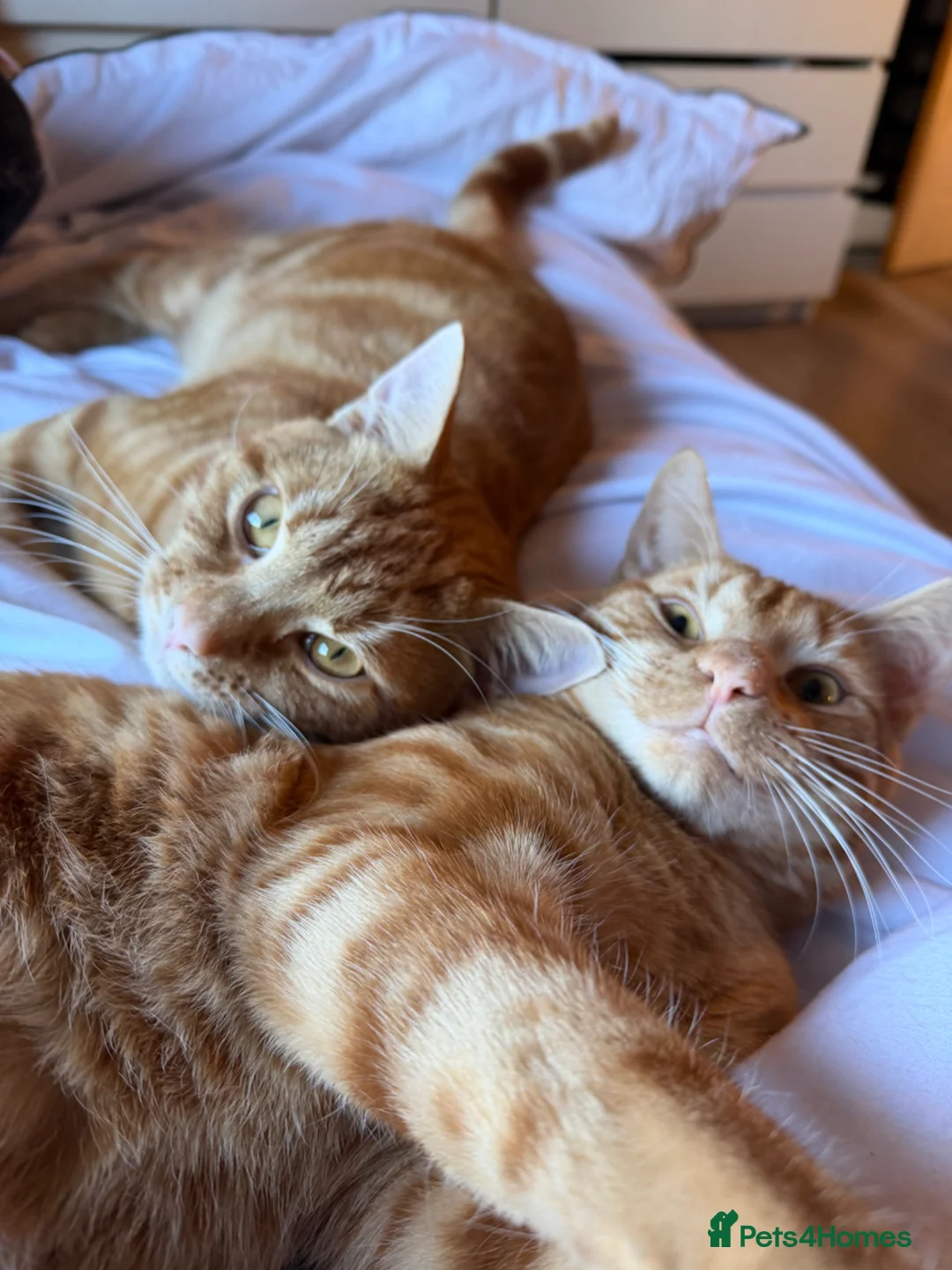 Domestic Shorthair cats for sale: 2 male ginger cats - Advert 1