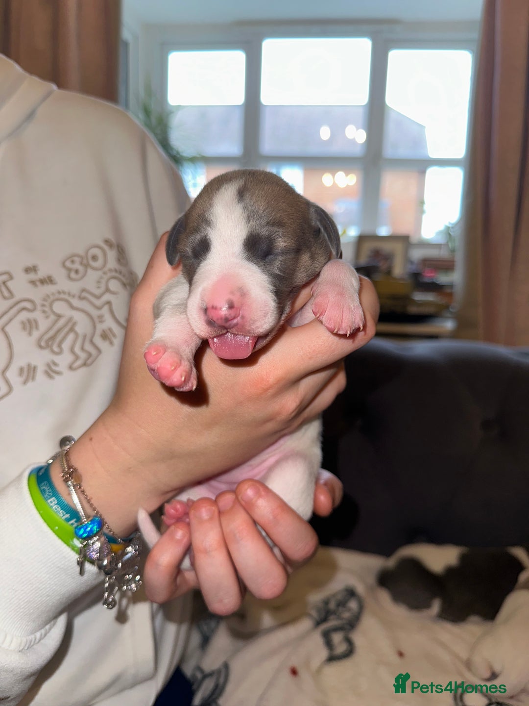 Whippet dogs for sale: KC Registered Whippet Puppies - Advert 22