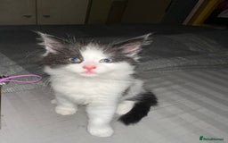 Mixed Breed cats for sale: 4 beautiful male kittens needing homes - Image 4