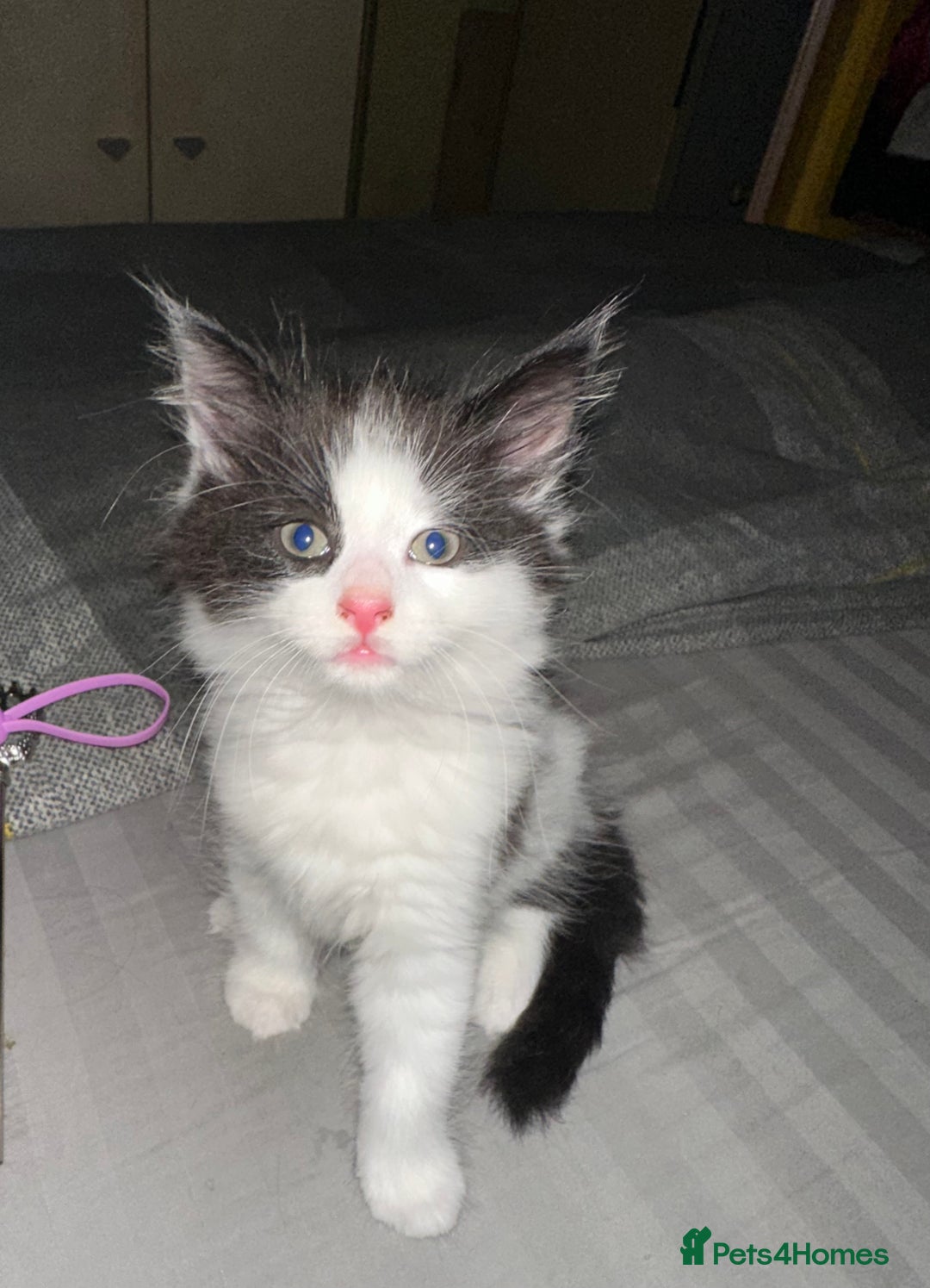 Mixed Breed cats for sale: 4 beautiful male kittens needing homes - Image 4