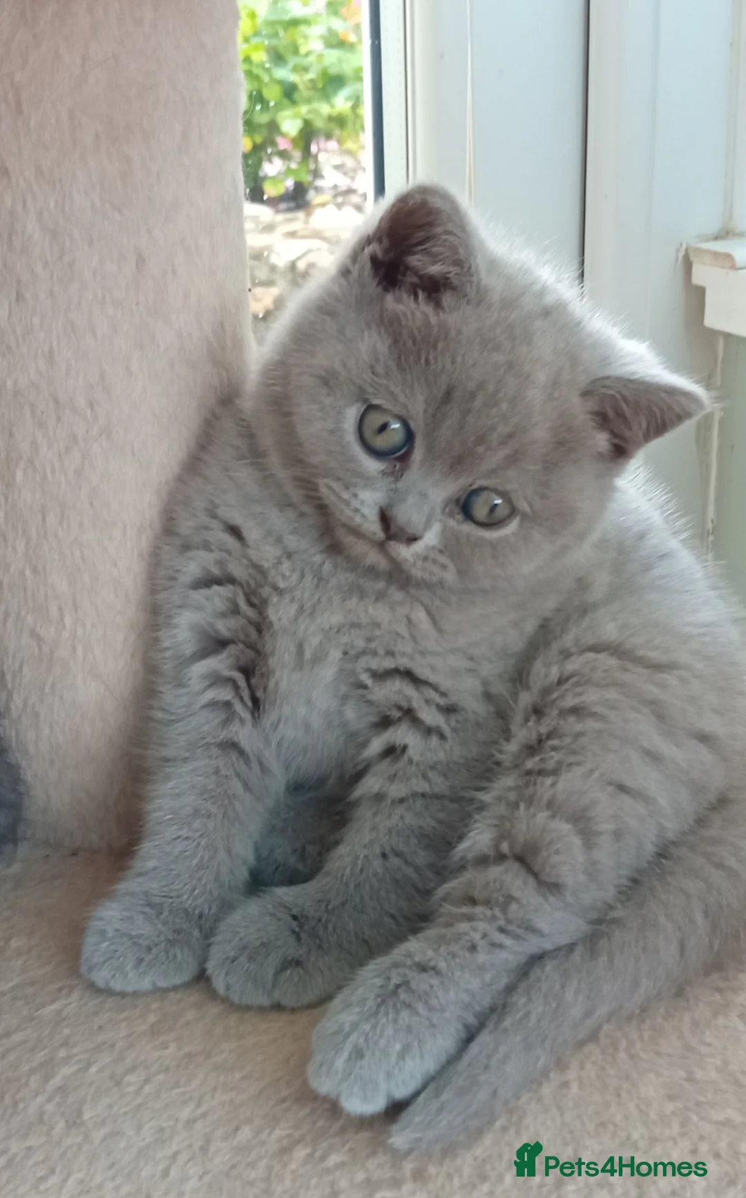 British Shorthair cats for sale: Gorgeous British short-hair kittens  - Advert 2