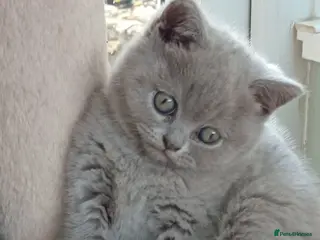 British Shorthair cats Gorgeous British short-hair kittens - Advert 6
