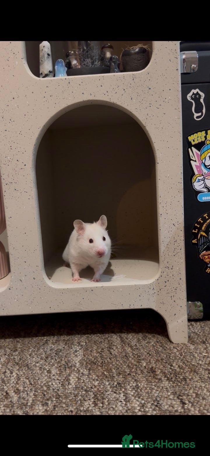 Hamster rodents 4 Hamsters for sale - Advert 5
