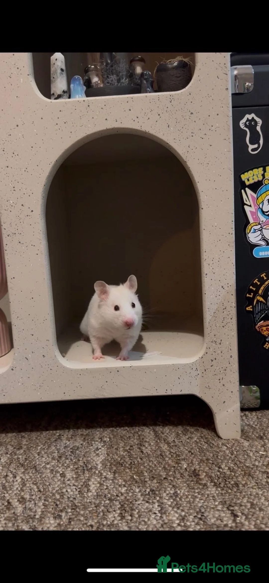 Hamster rodents for sale: 4 Hamsters for sale in Shrewsbury - Advert 1