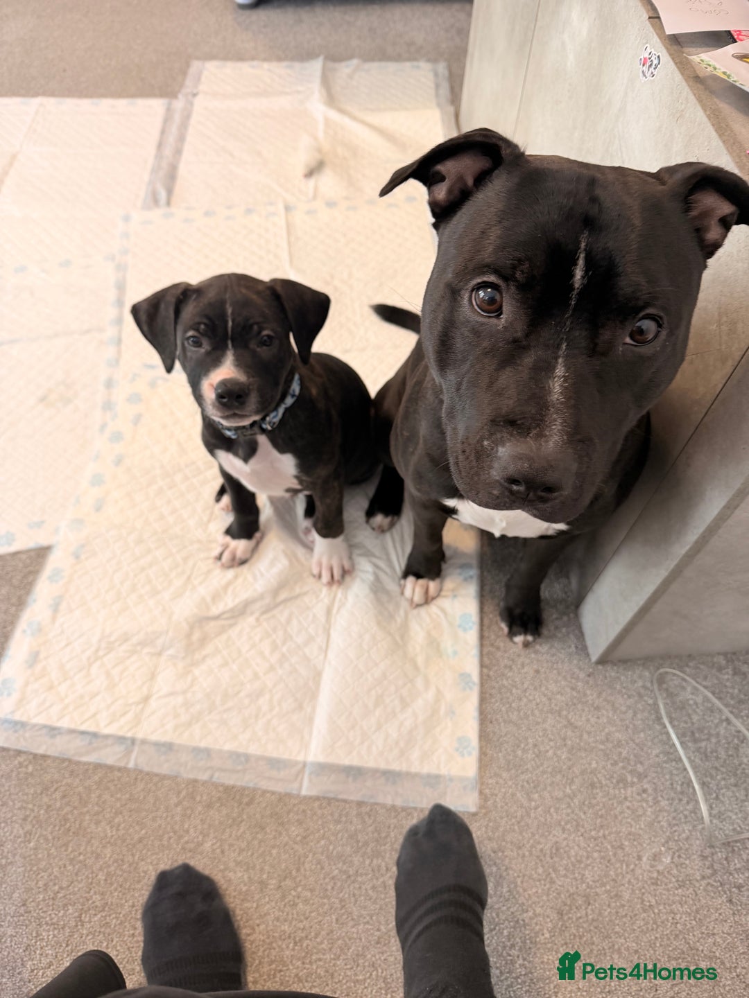 Staffordshire Bull Terrier dogs for stud: Meeting Bagheera  - Advert 4