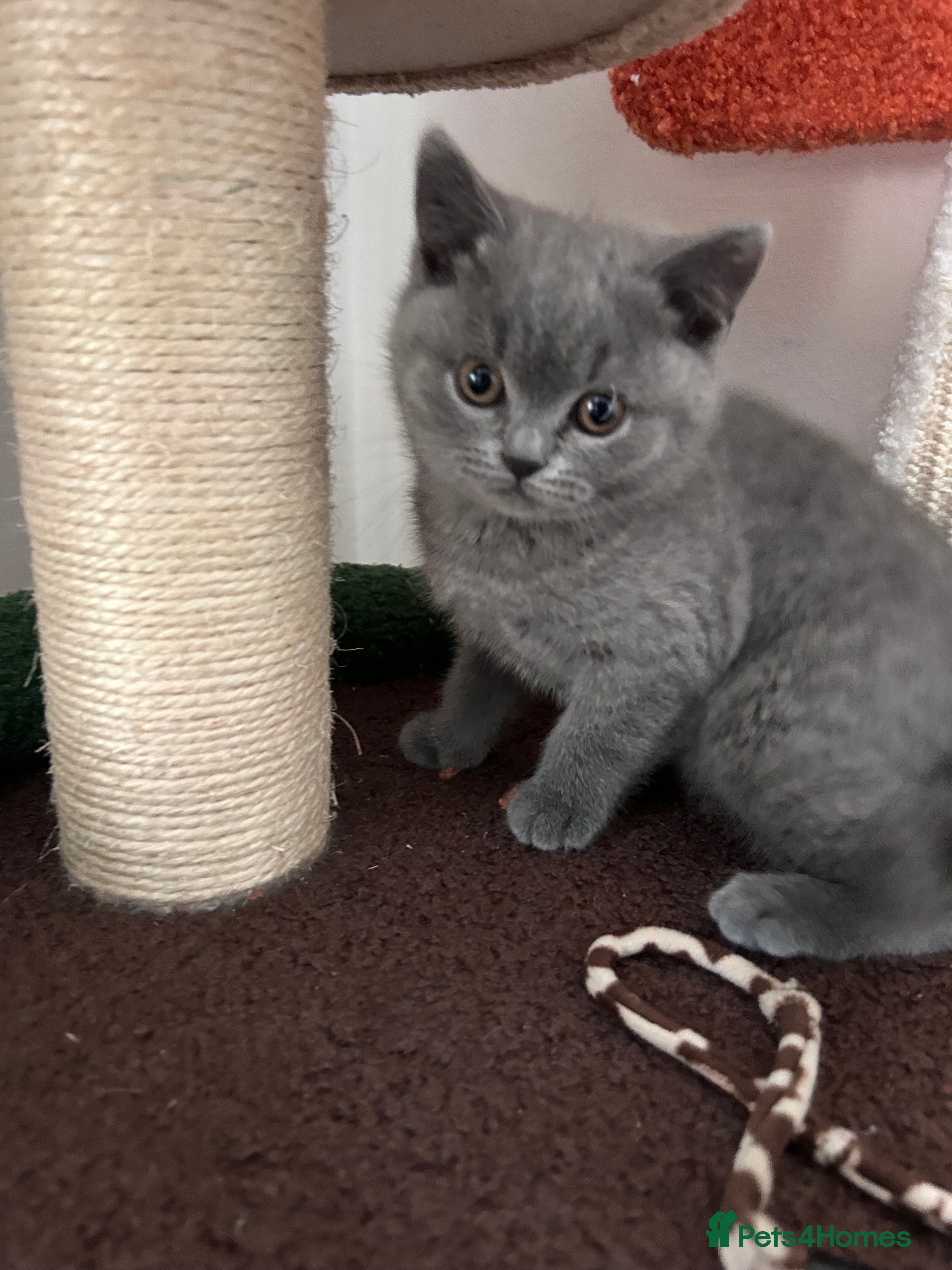 British Shorthair cats Only 1 girl left!! Pure British shorthair kittens  - Advert 17