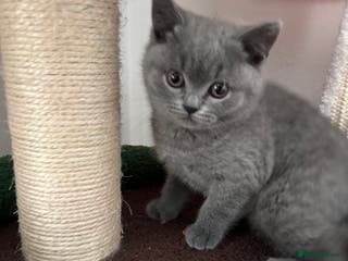 British Shorthair cats Only 1 girl left!! Pure British shorthair kittens - Advert 17