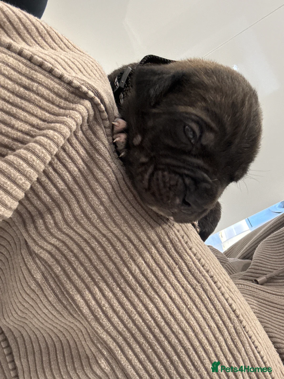 Cane Corso dogs for sale: Cane Corso Puppies 🐶  - Advert 20