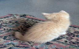 Turkish Angora cats for sale: Pedigree Turkish angora x bengal  - Image 6