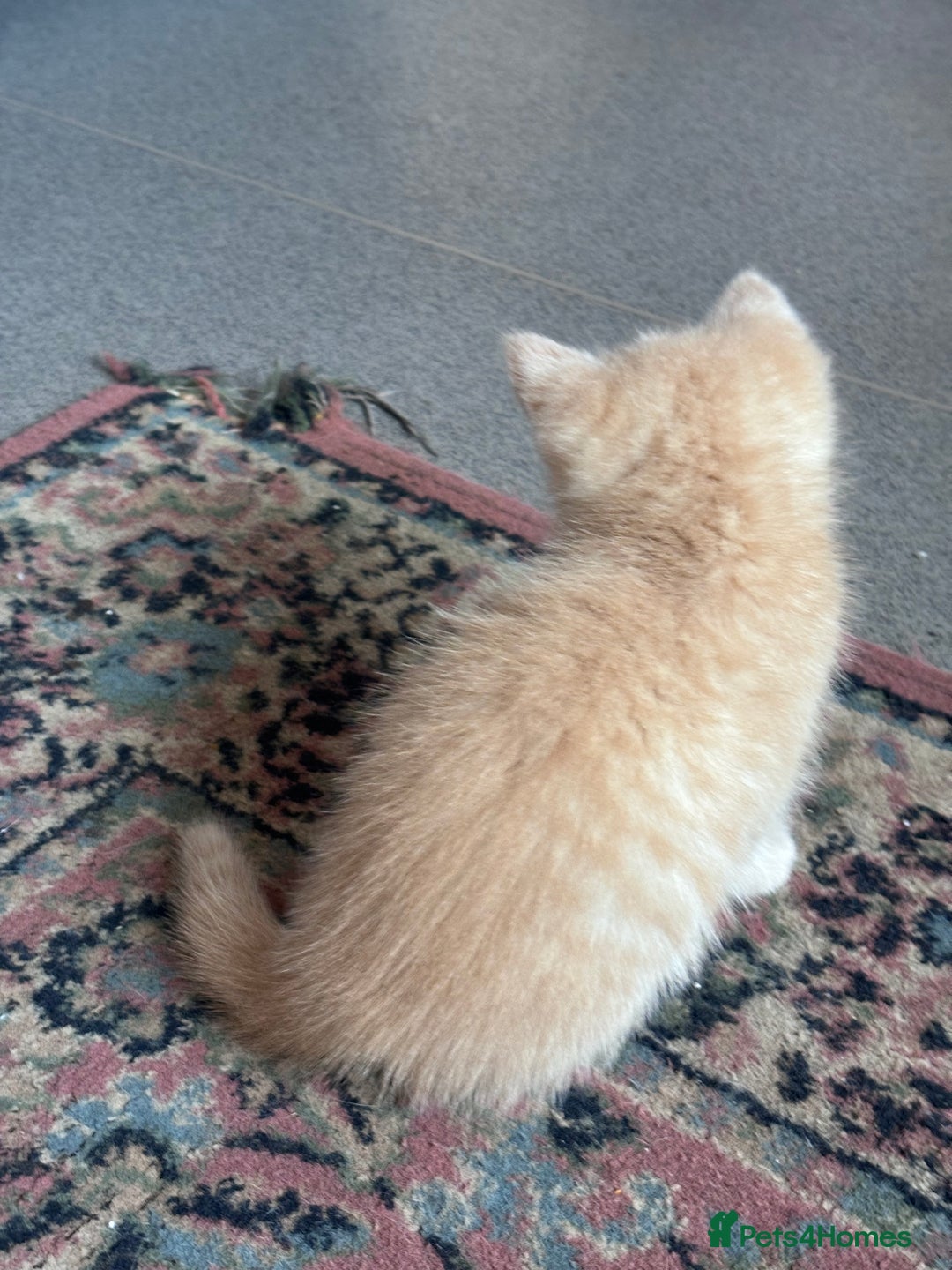 Turkish Angora cats for sale: Pedigree Turkish angora x bengal  - Image 6