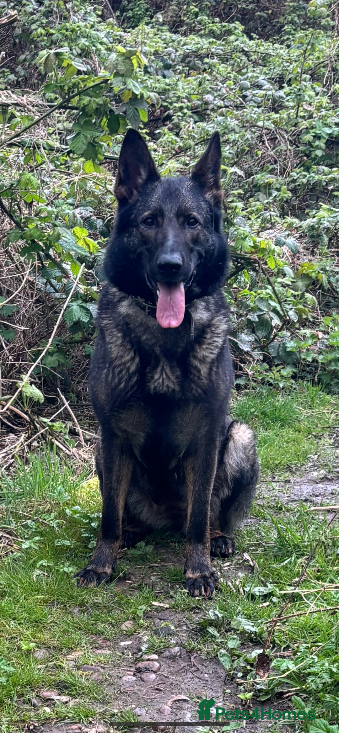 German Shepherd dogs for sale: ELITE WORKING LINE PEDIGREE  - Advert 4