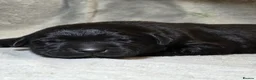 Goldador dogs for sale: Beautiful Home-Raised Goldador Puppies - Advert 6