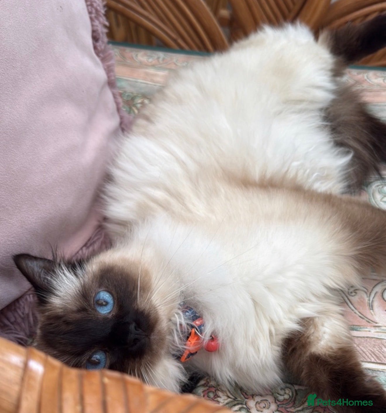 Mixed Breed cats Ragdoll mixed blue eyes kittens  - Advert 6