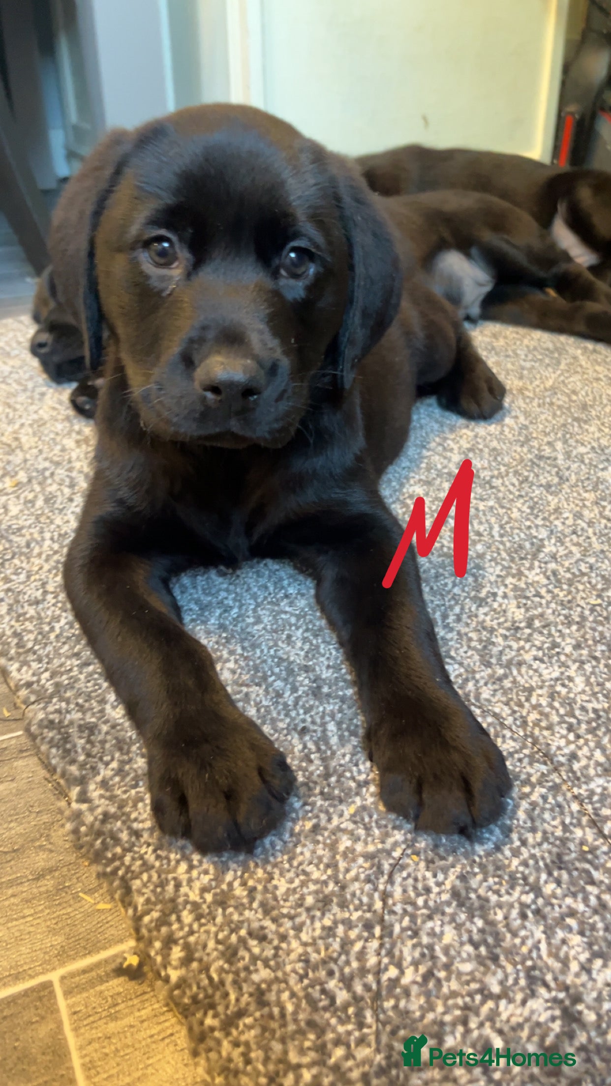 Labrador Retriever dogs READY NOW.Beautiful black KC registered Labradors  - Advert 2