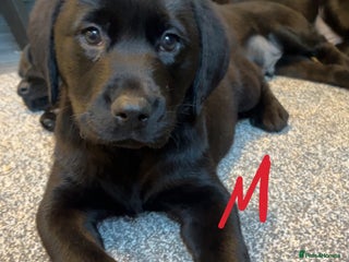 Labrador Retriever dogs READY NOW.Beautiful black KC registered Labradors - Advert 14