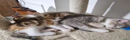 Mixed Breed cats for sale: Beautiful British Shorthair x Bengal Cross Kittens in Farnham - Advert 8