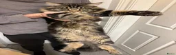 Maine Coon cats for sale: Stunning tabby pedigree XL Maine Coons ready now! - Advert 26