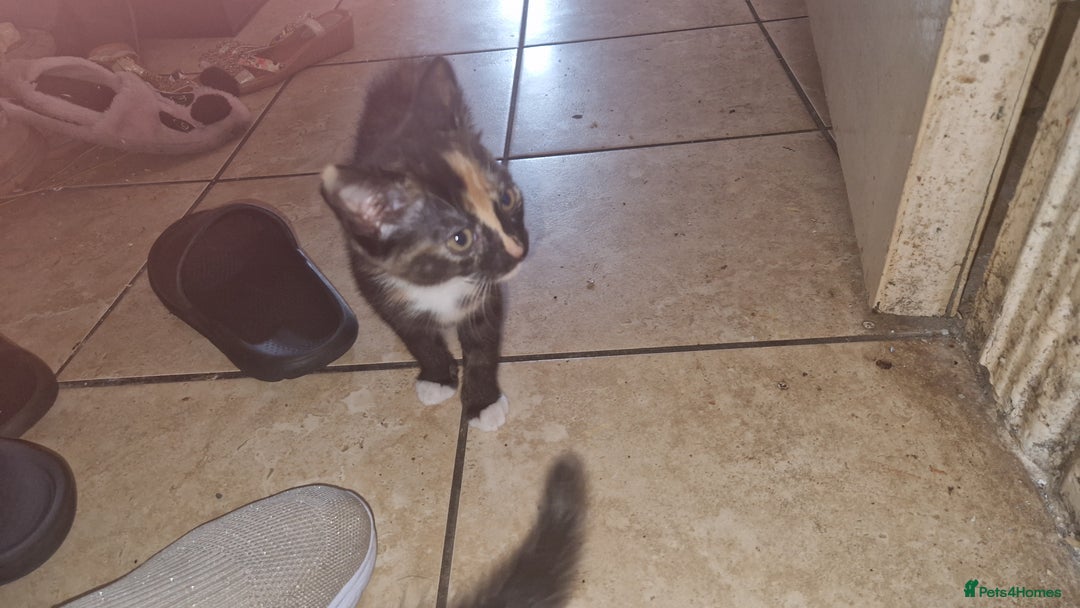 Mixed Breed cats for sale: Kittens for sale  - Image 7