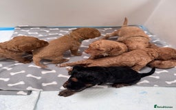 Cockapoo dogs for sale: Adorable cockapoo puppies for sale  - Image 2