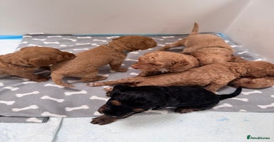 Cockapoo dogs - Advert 6
