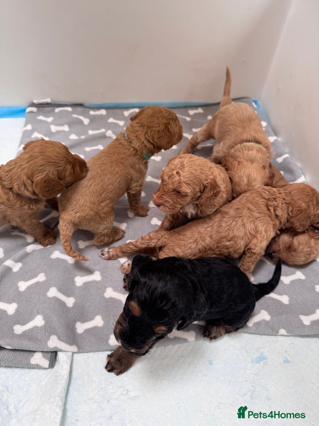 Cockapoo dogs for sale: Adorable cockapoo puppies for sale  - Image 2